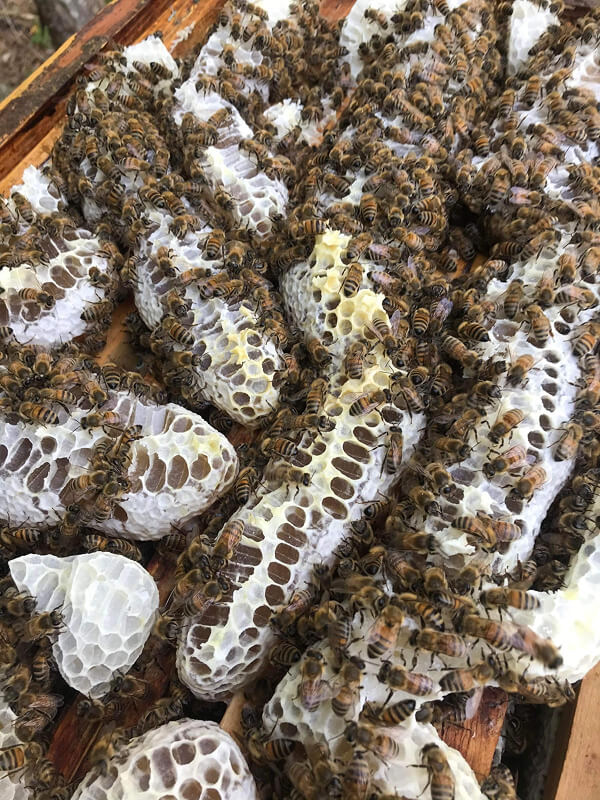 Protection des colonies d’abeilles en Haute-Loire
