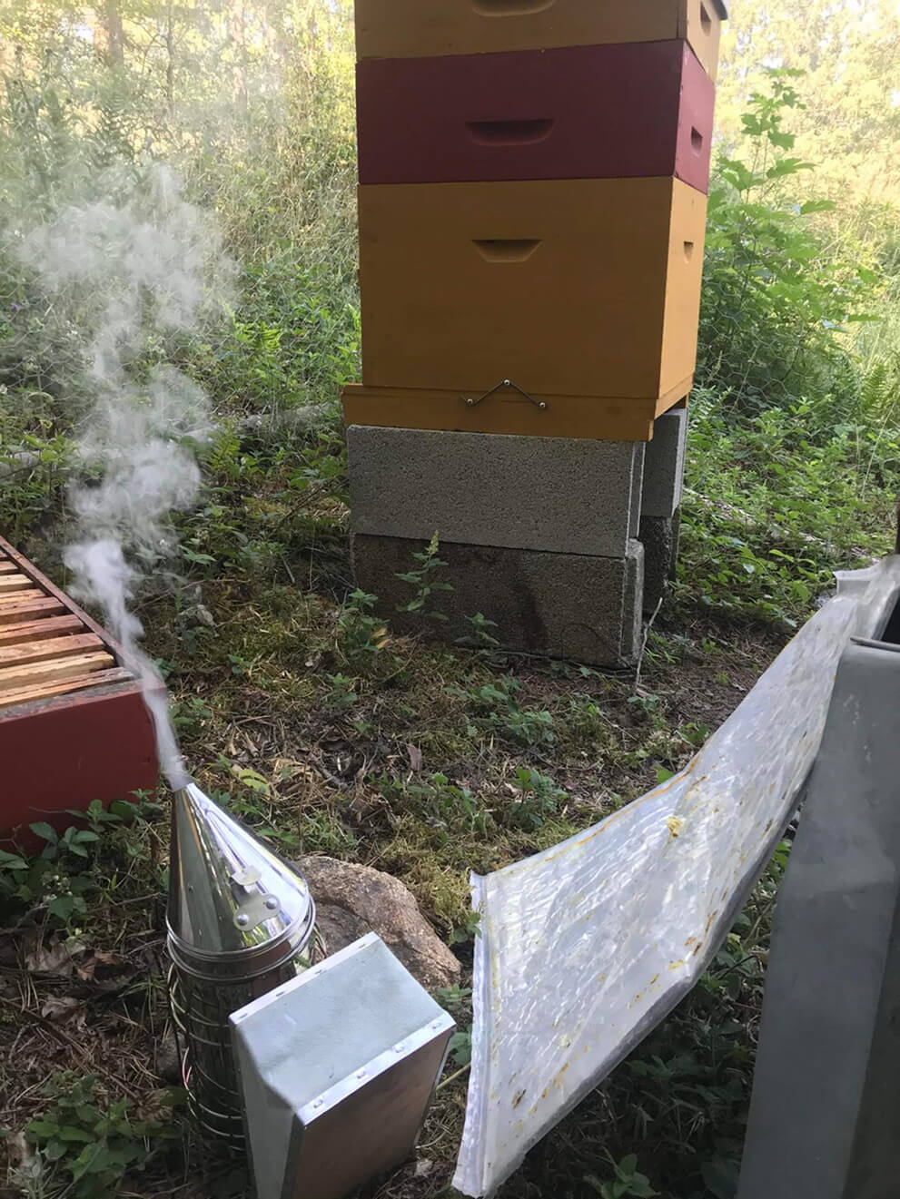 Intervention Eco Nuisibles à Montregard