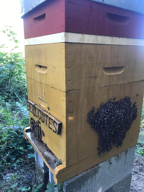 Destruction de frelons asiatiques et guêpes à Montregard